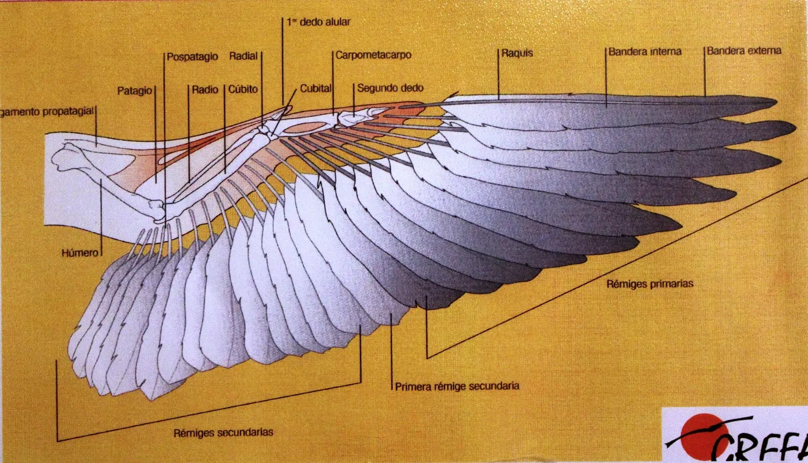 vena radial en aves - Cómo encontrar la vena yugular en una vaca