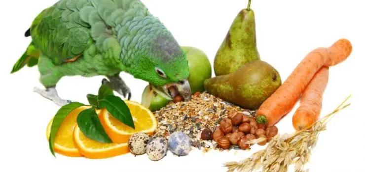 como hacer para que mi loro barranquero coma solo - Cómo enseñar a un loro a comer fruta