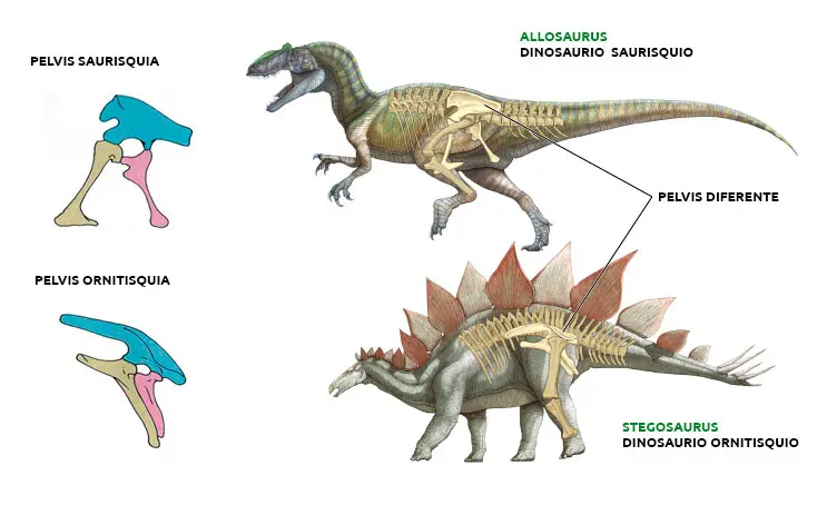 dinosaurios cadera de ave - Cómo era el cuerpo de los dinosaurios