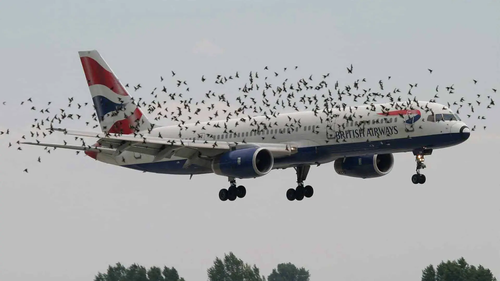 avion chocado por pajaros - Cómo era el vuelo de las aves