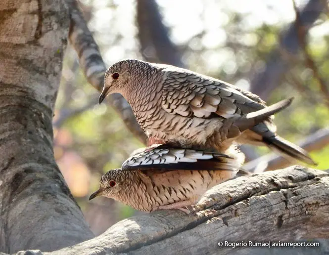 como se aparean las aves - Cómo es el apareamiento de aves