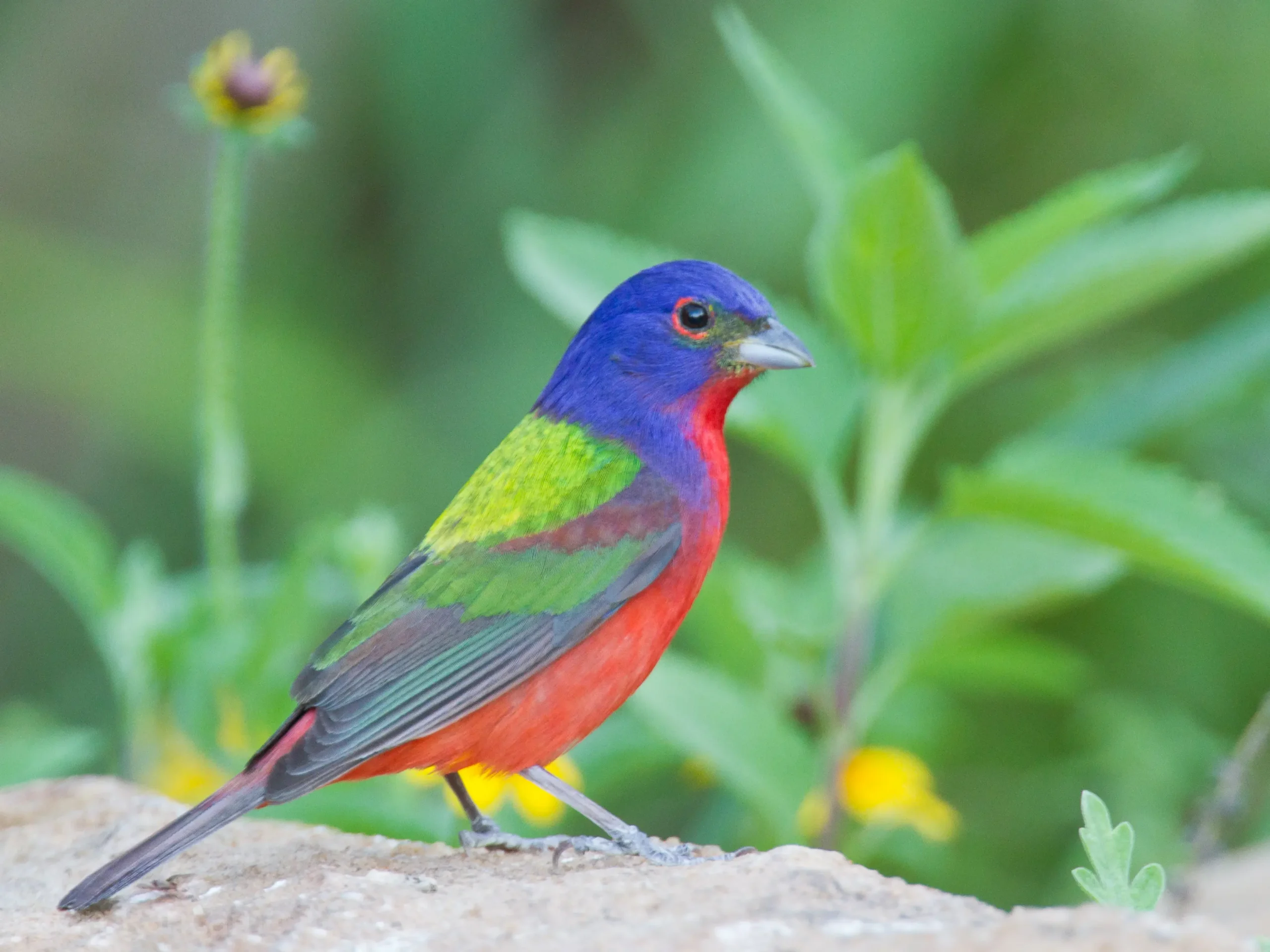 ave con pecho rojo y espalda verde - Cómo es el canario mariposa