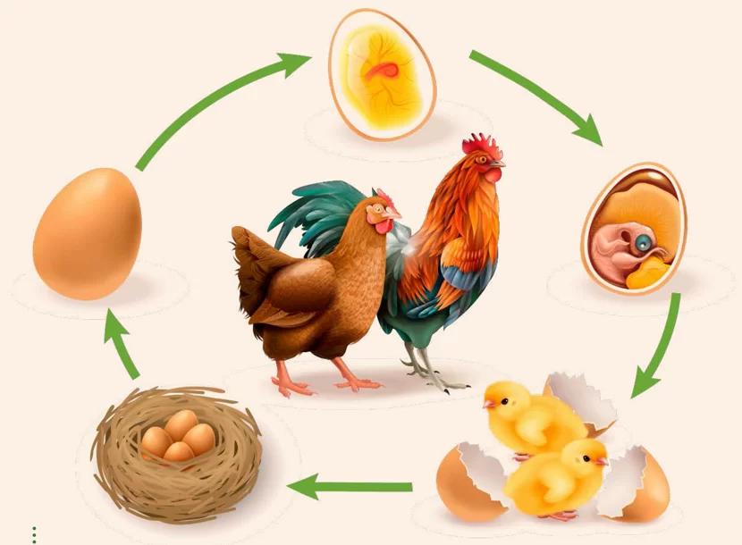 ciclo de reproduccion de las aves - Cómo es el ciclo reproductivo de las aves