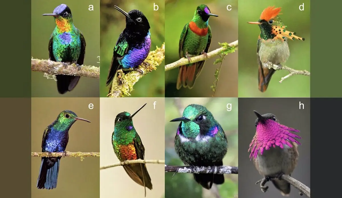 ave colibri información - Cómo es el color del colibrí