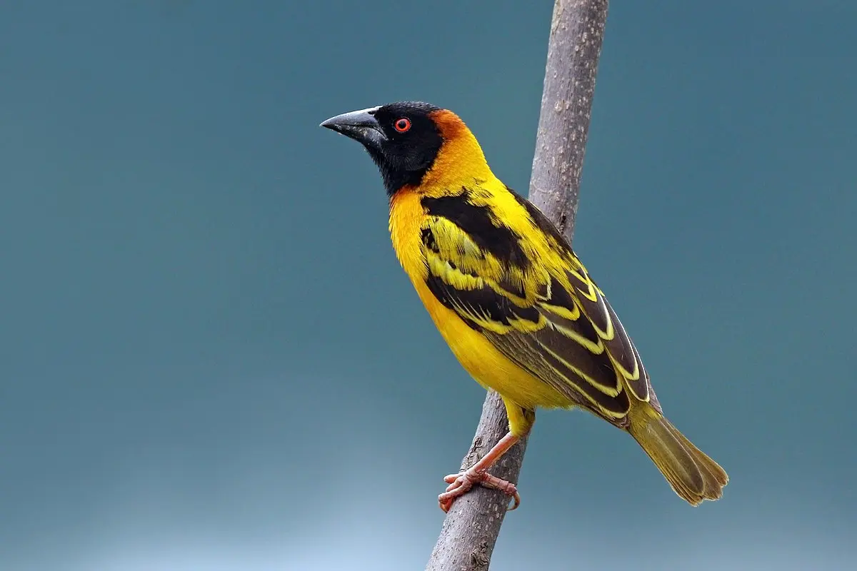 ave tejedor republicano - Cómo es el nido de un pájaro tejedor