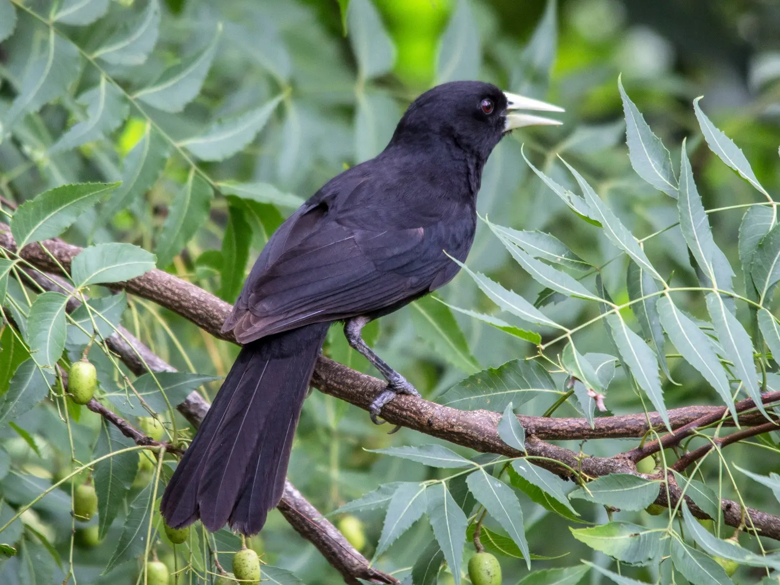 canto grabado de un pajaro boyero - Cómo es el nido del Boyero