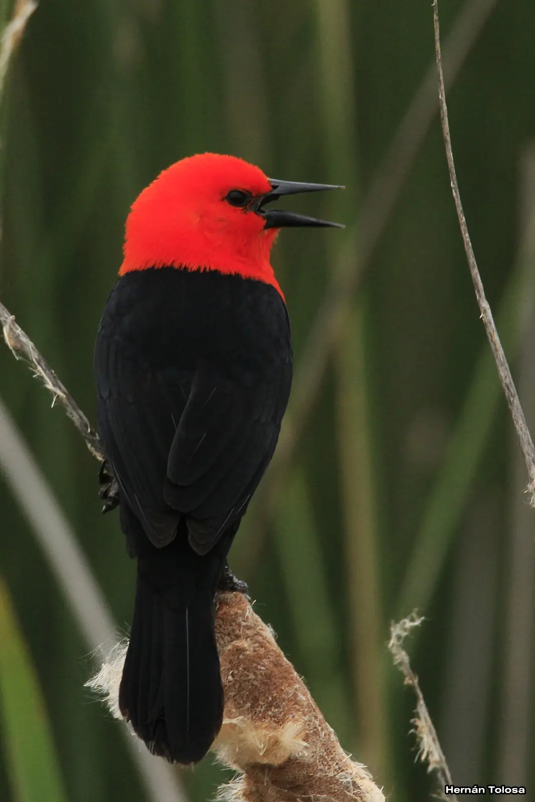 Juan Soldado: El ave emblemática de la fauna aviar - Cómo es el pájaro Juan Soldado juan soldado ave - Cómo es el pájaro Juan Soldado
