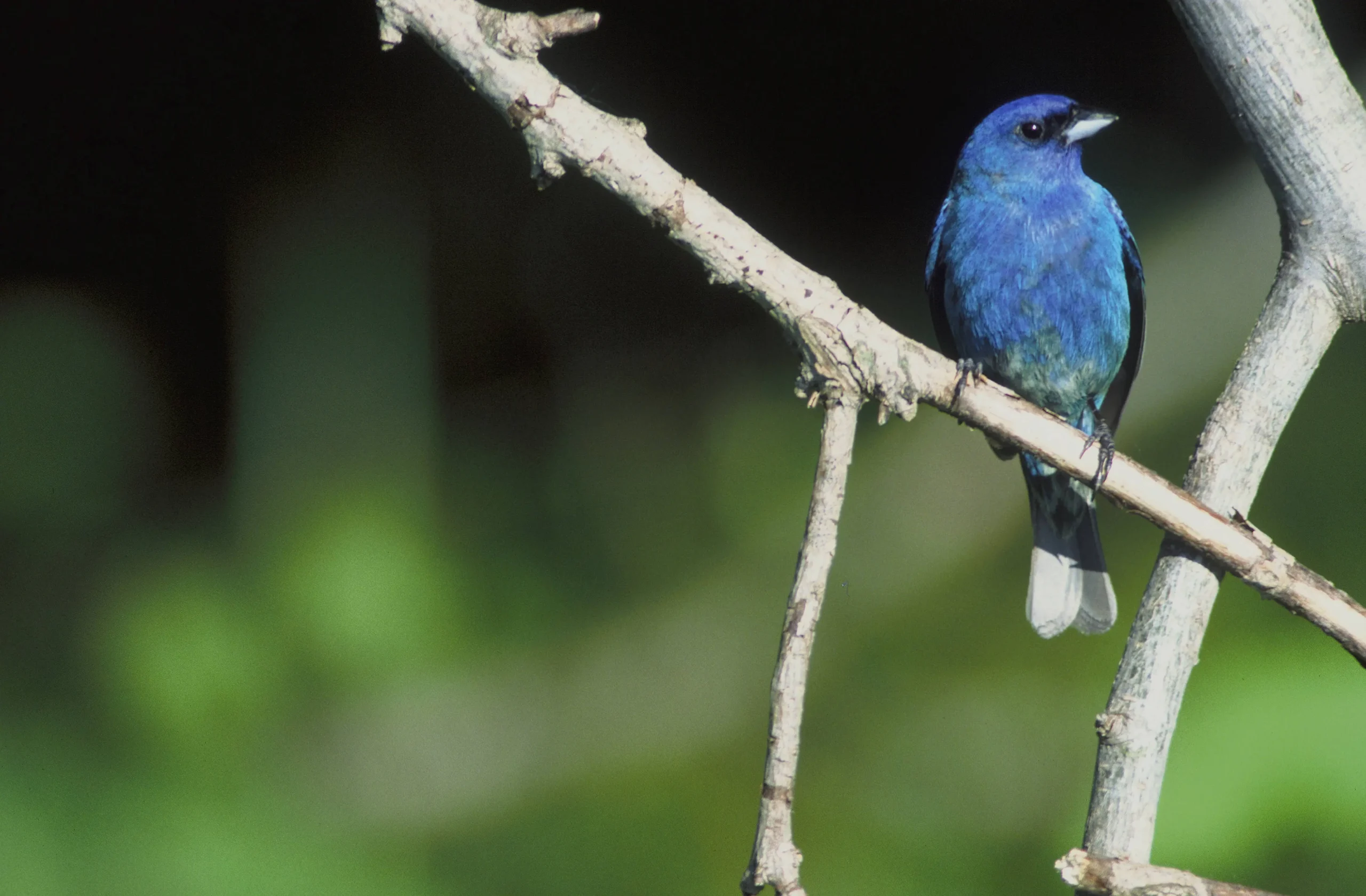 pajaro azul tornasolado - Cómo es el pájaro llamado tordo