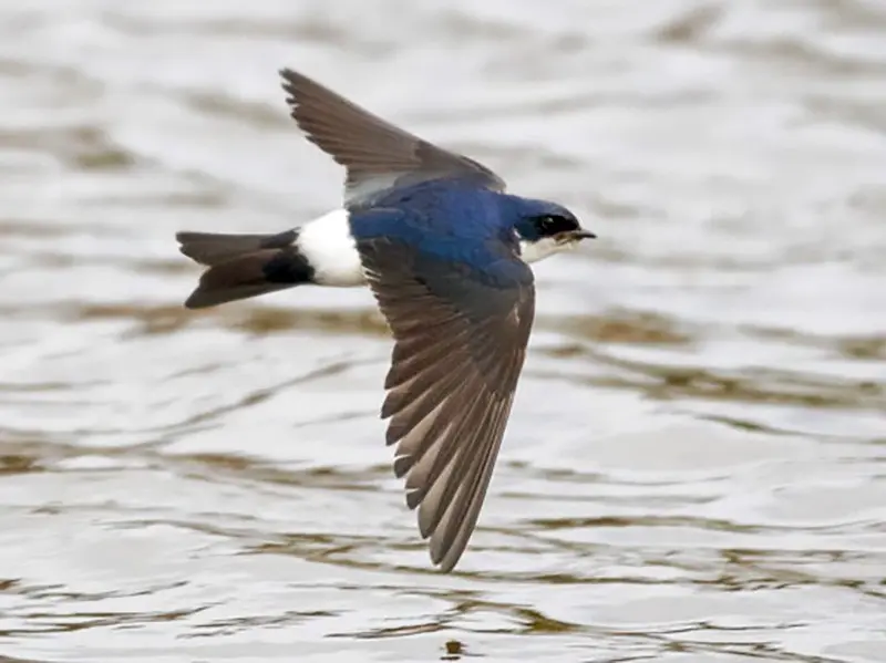 aves argentinas golndrina patagonica - Cómo es el pelaje de la golondrina Patagonica