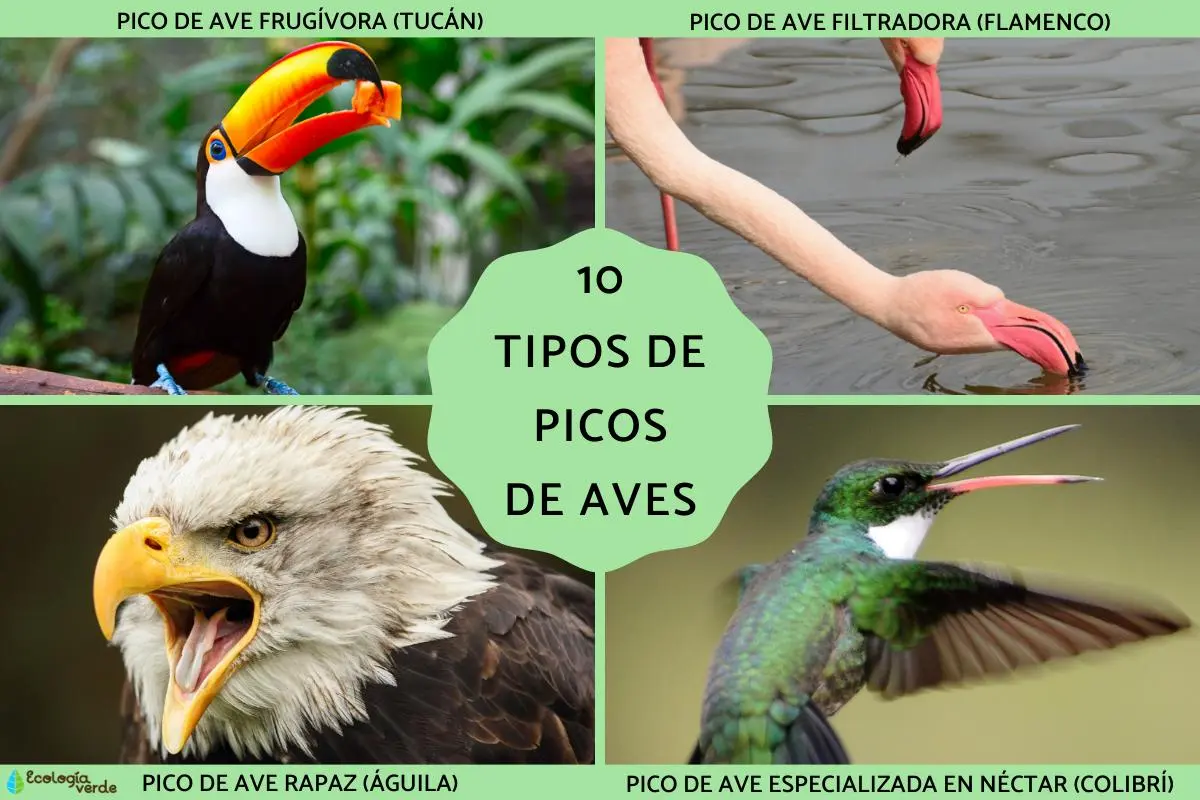 ave frugívora y granívora - Cómo es el pico de las aves granívoras