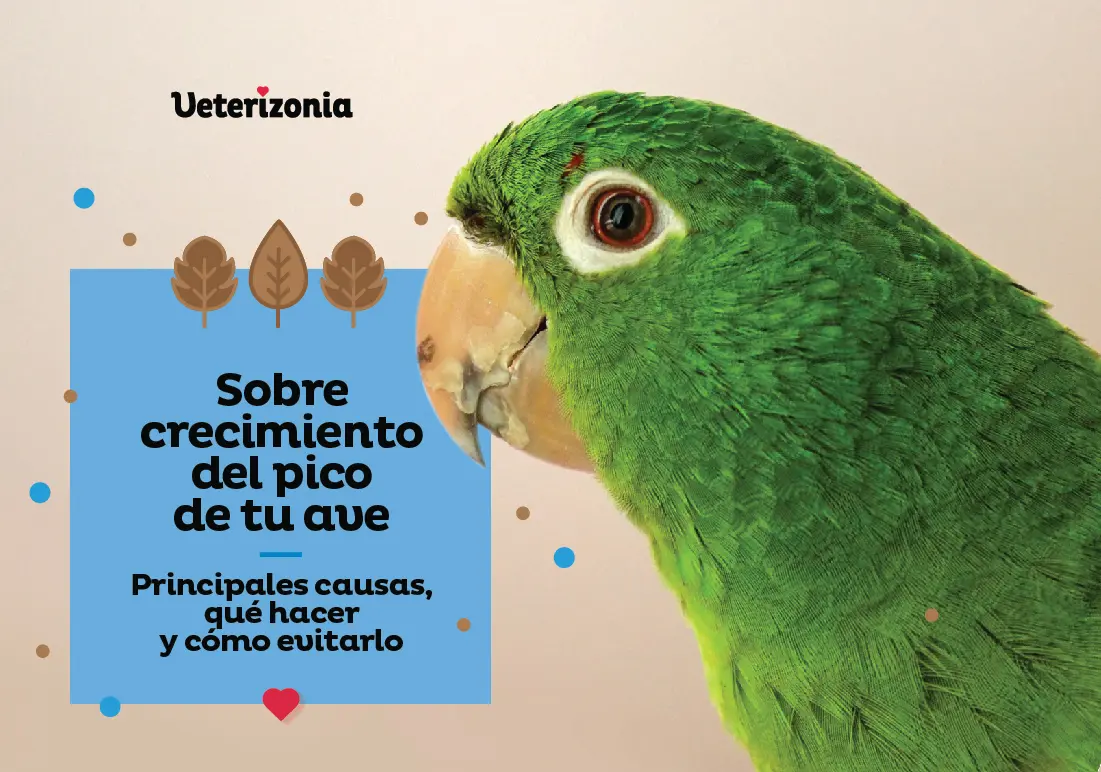 iinformacion acerca dela picco de loro - Cómo es el pico del oro