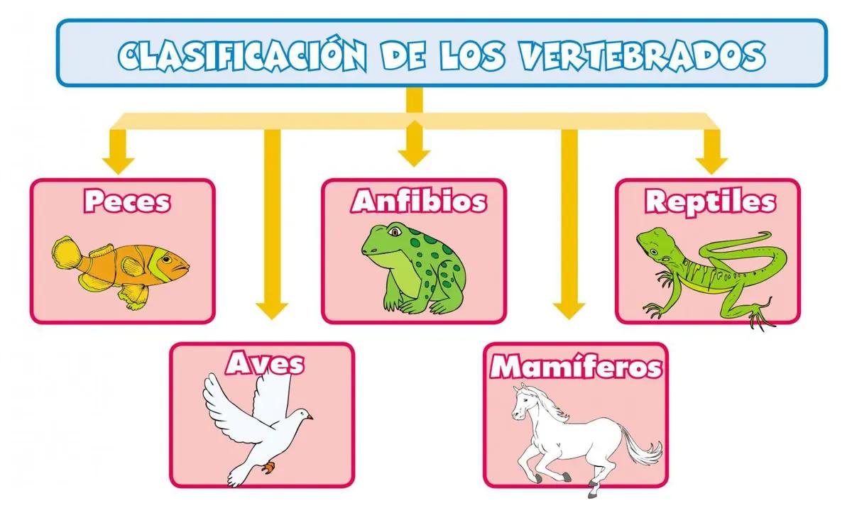 sistema digestivo de peces anfibios reptiles aves y mamiferos - Cómo es el sistema digestivo de los mamíferos
