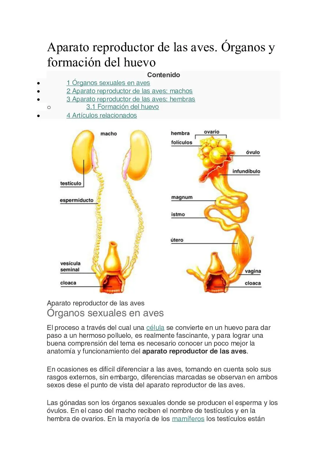 aparato reproductor femenino aves - Cómo es el sistema reproductor delas aves hembras