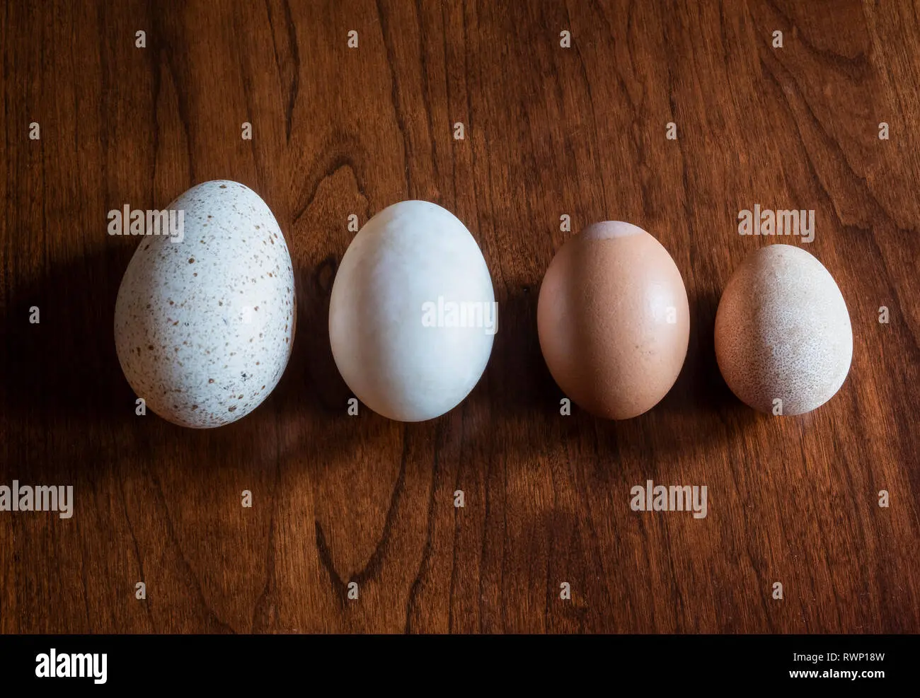guinea ave huevos - Cómo es huevo de Guinea