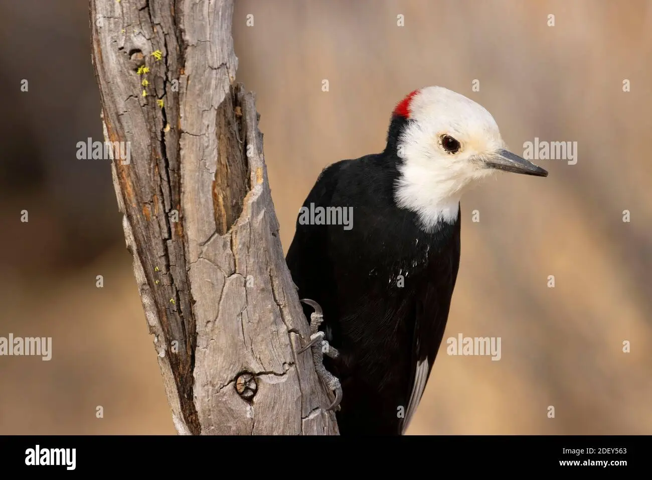 ave carpintero cabeza blanca - Cómo es la cabeza de un pájaro carpintero