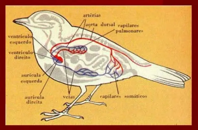 circulacion de las aves - Cómo es la circulación abierta