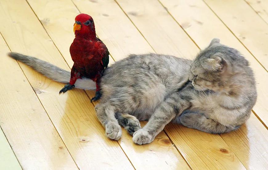 Convivencia entre loros y gatos: ¿Es posible? - Cómo es la convivencia entre gatos convivencia entre loros y gatos - Cómo es la convivencia entre gatos