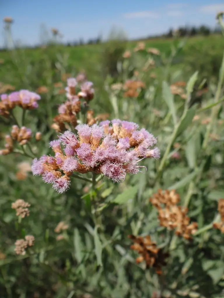 pájaro bobo planta - Cómo es la planta de pájaro bobo en Argentina