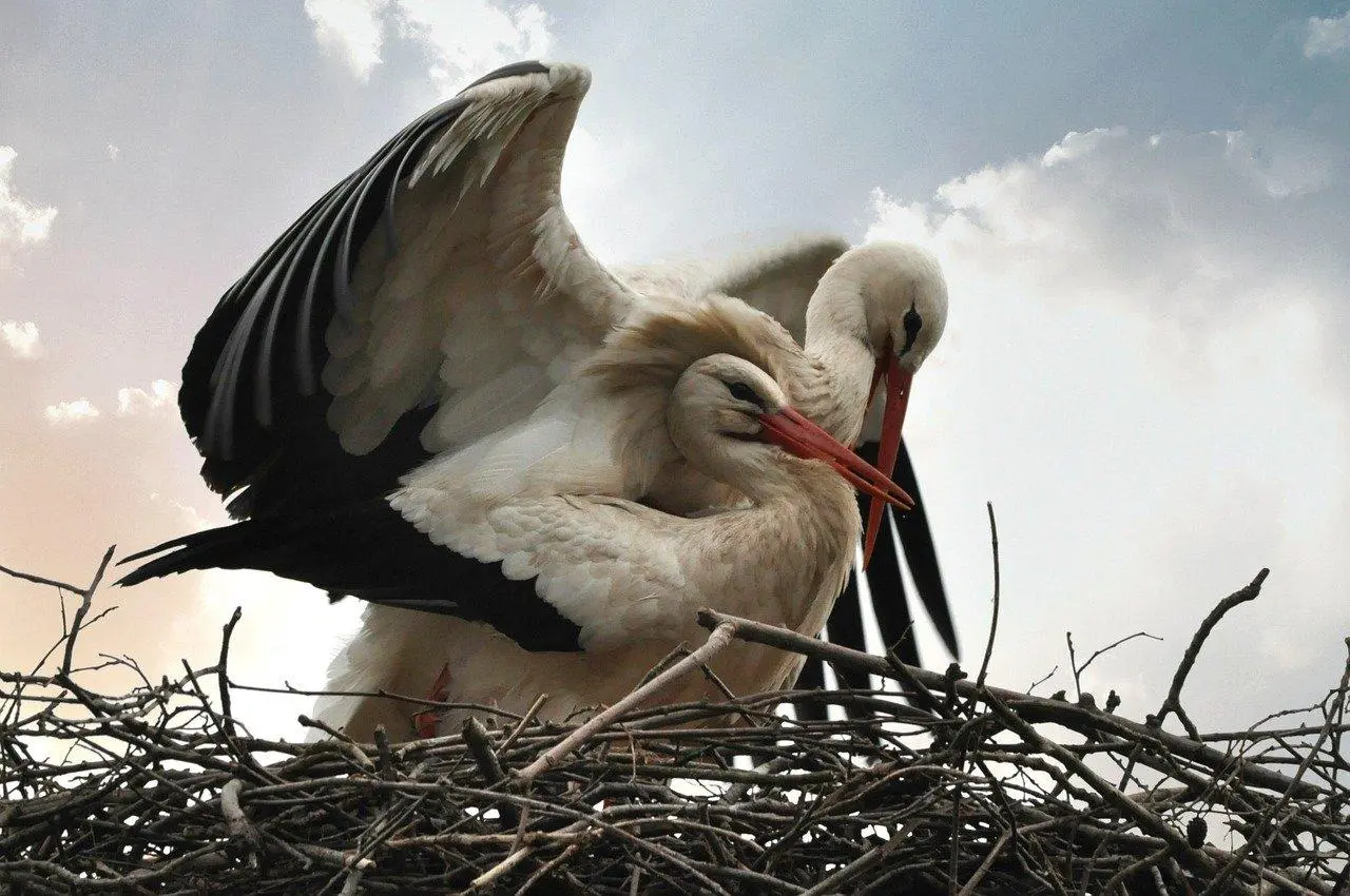 reproduccion de las aves - Cómo es la reproducción en las aves