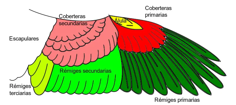 como es la respiración del guacamayo - Cómo es la respiración de la guacamaya roja