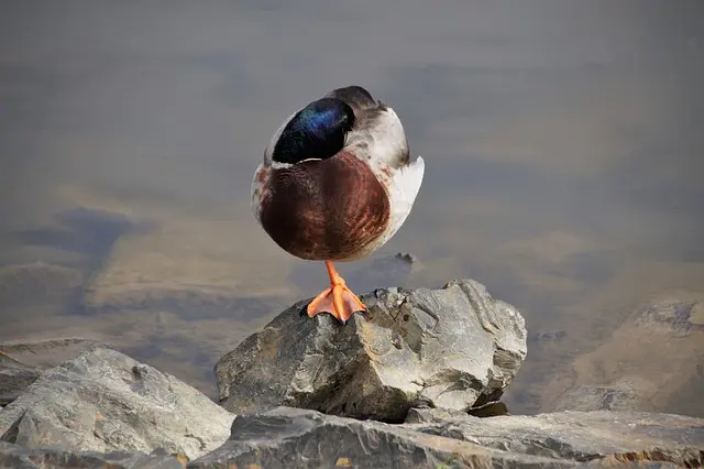 como duermen los pajaros - Cómo es que los pájaros no se caen del árbol mientras duermen