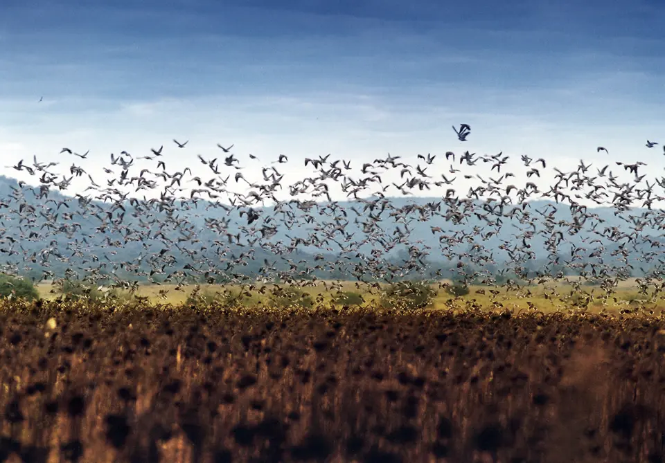 Aves que dañan los cultivos: cómo proteger tus plantaciones - Cómo espantar los pájaros de los cultivos aves que dañan los cultivos - Cómo espantar los pájaros de los cultivos