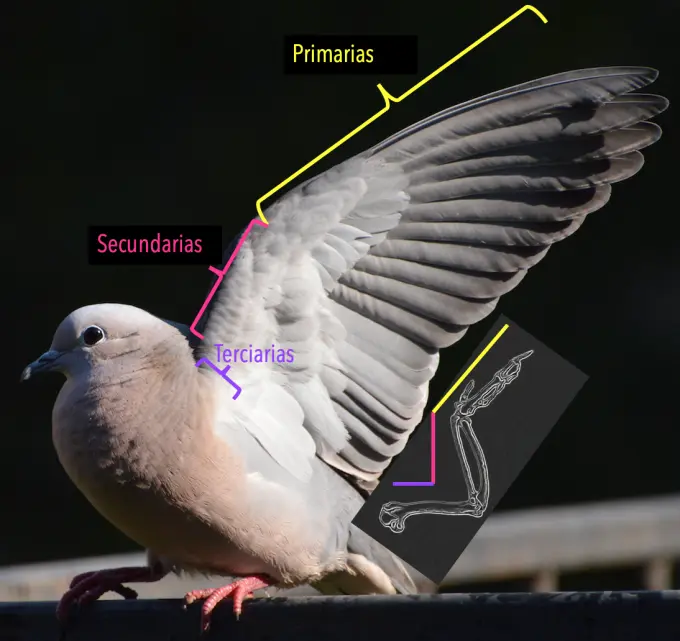 estructura de un ala de ave - Cómo están formadas las alas de los pájaros