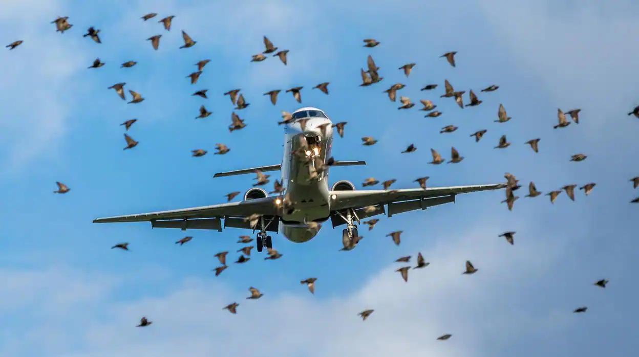 aves y aviones - Cómo evitan los aviones a los pájaros
