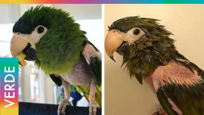 porque un loro se arranca las plumas - Cómo evitar el picaje en loros