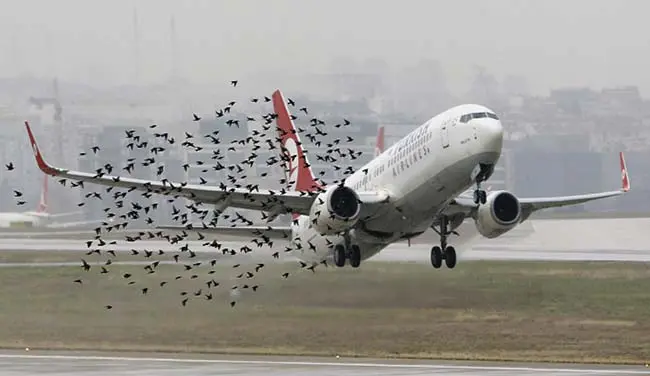 aeropuertos y aves - Cómo evitar los pájaros los aviones
