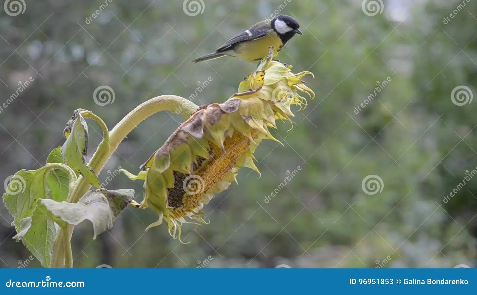 ave comiendo semilla de girasol - Cómo evitar que los pájaros se coman los girasoles
