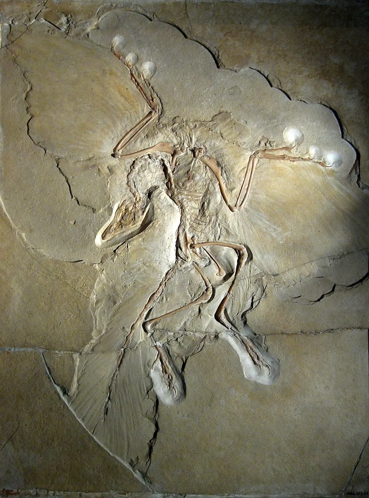 evolucion de las aves - Cómo evolucionaron los animales aereos