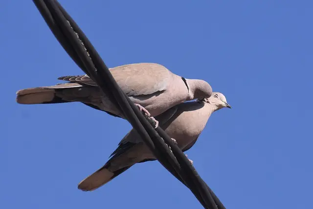 Documental de aves en Netflix: Analizando la belleza de las aves en la pantalla - Cómo fornican los pájaros documental aves netflix - Cómo fornican los pájaros