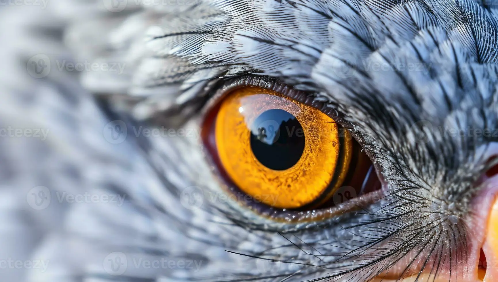 ojo de aves - Cómo funciona el ojo de un águila