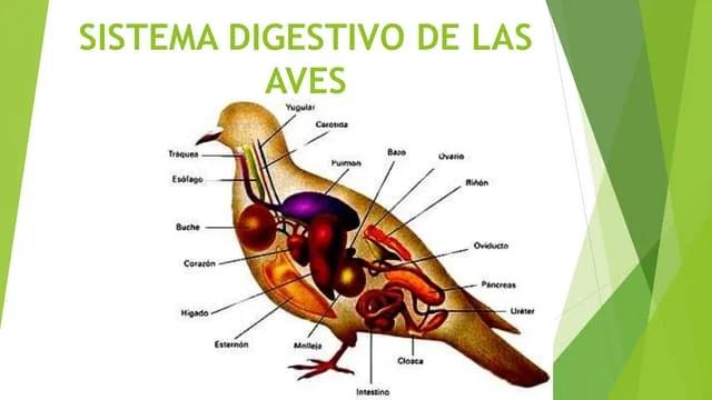 Cómo es el proceso digestivo de las aves - Cómo funciona el sistema digestivo de una paloma como es el proceso digestivo de las aves - Cómo funciona el sistema digestivo de una paloma