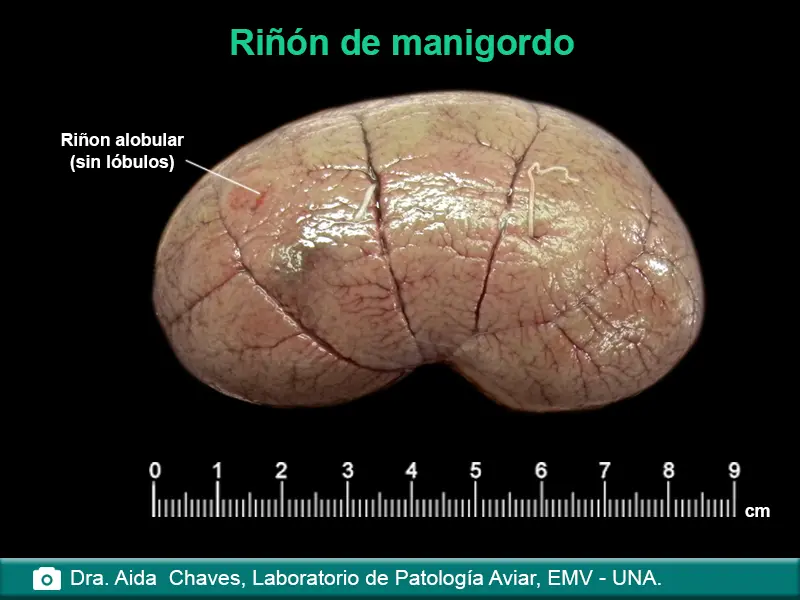 riñones aves - Cómo funciona el sistema renal de las aves y los reptiles