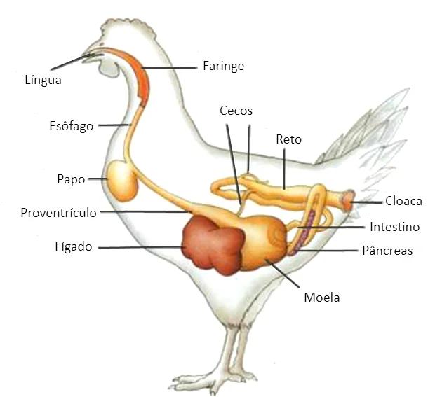 aves sistemas - Cómo funciona el sistema respiratorio de las aves
