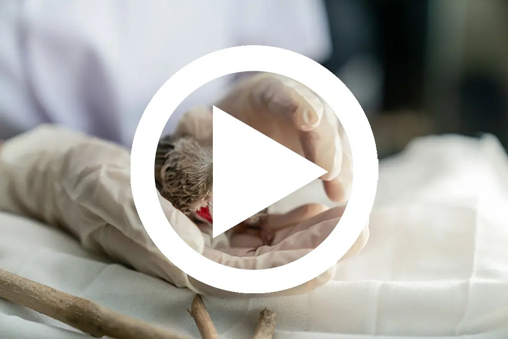 anestesia en aves de corral - Cómo funciona la anestesia en animales