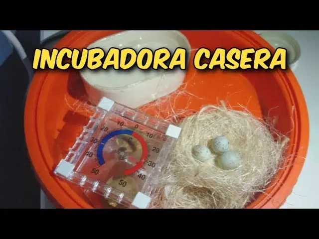 como hacer una incubadora para solo un huevo de loro - Cómo funciona una incubadora de huevos casera