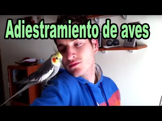 Cómo domesticar un ave: consejos para enseñar a hablar a tu loro - Cómo hablar con los pájaros como domesticar un ave - Cómo hablar con los pájaros