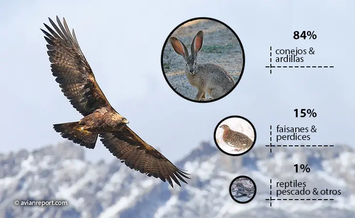 alimentacion de las aguilas aves - Cómo hace el águila para alimentarse