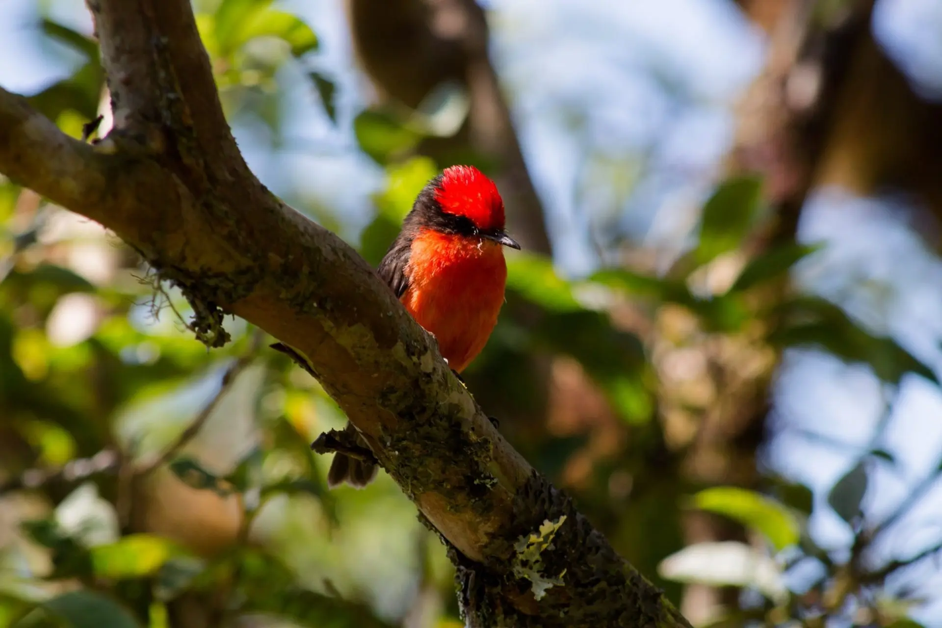 Cuerpo de pájaro cabeza de brujo: una especie única en su tipo - Cómo hace el Tue Tue cuerpo de pajaro cabeza de brujo - Cómo hace el Tue Tue