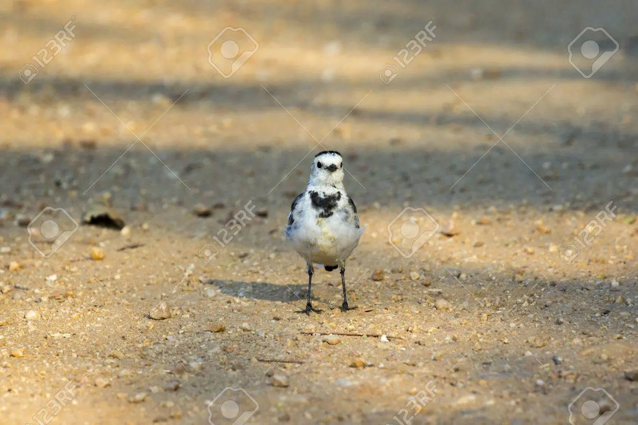 Pájaros de pie: Lo que debes aprender sobre estas increíbles aves - Cómo hacer elevaciones posteriores pajaros de pie - Cómo hacer elevaciones posteriores