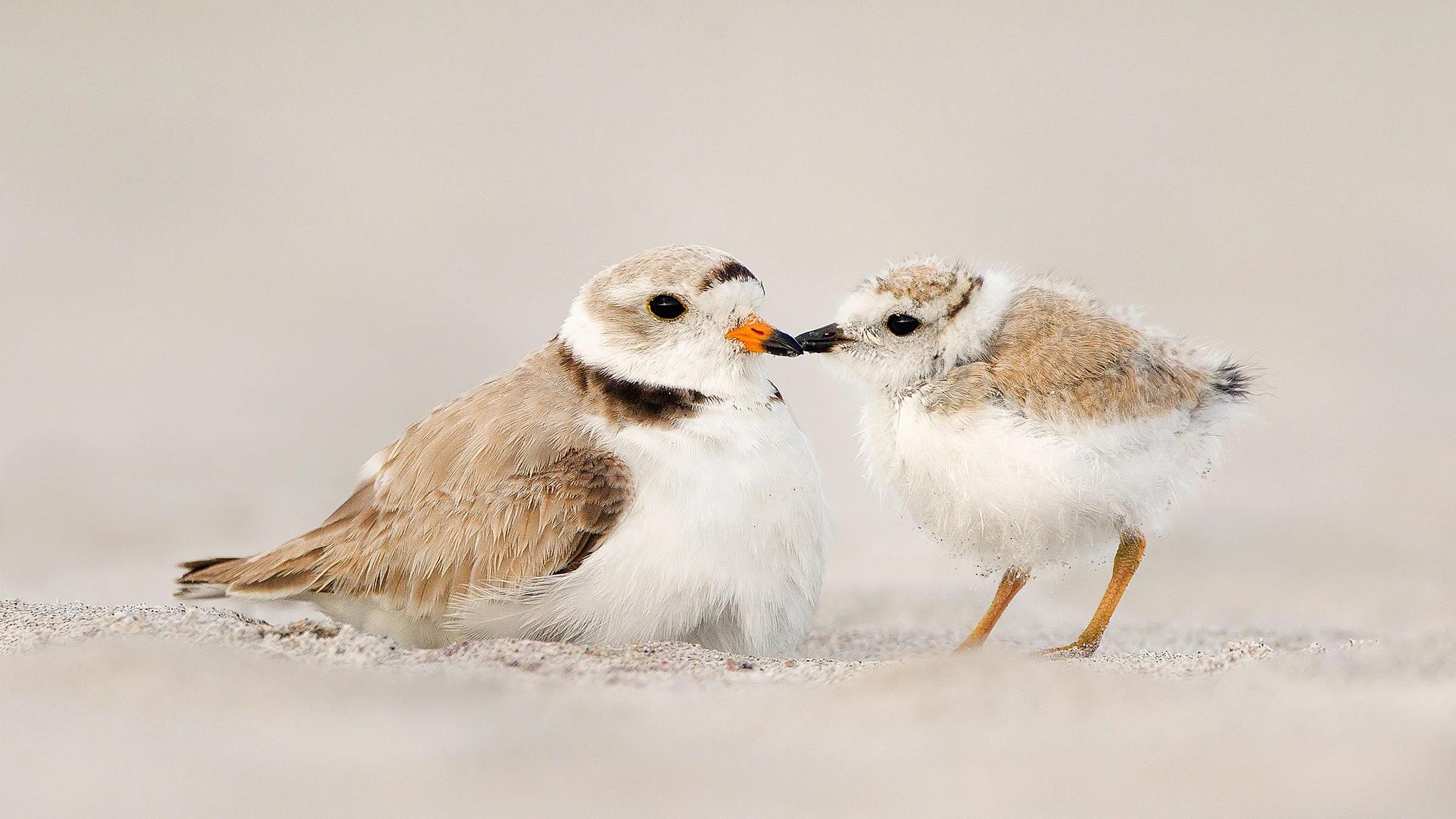 como hacerse amigo de un pajaro - Cómo hacer feliz a un pájaro