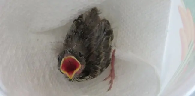 como alimentar a un ave bebe - Cómo hacer papilla para un pájaro bebé