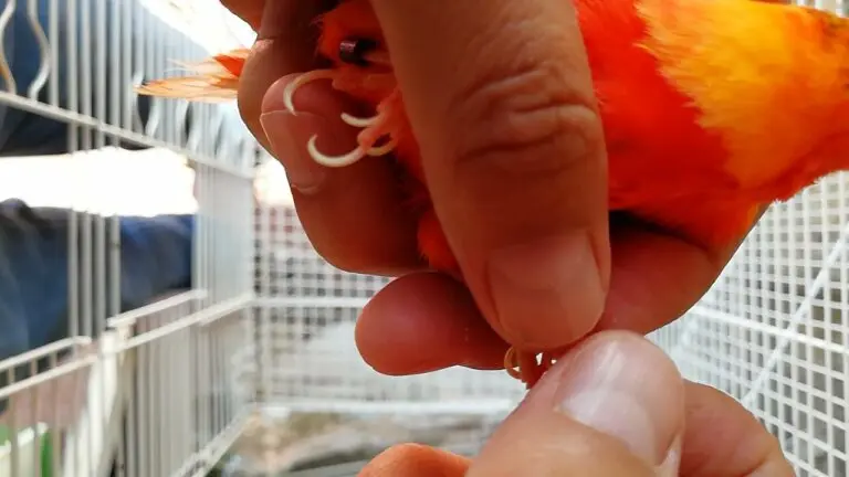 como cortar el sangrado pajaro dedo - Cómo hacer para que deje de sangrar el dedo