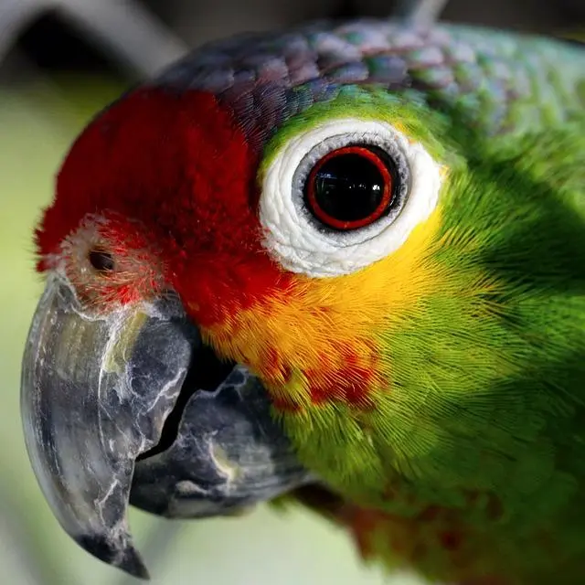 Cómo hacer que un loro te quiera - Cómo hacer para que mi loro no tenga miedo como hacer que un loro te quiera - Cómo hacer para que mi loro no tenga miedo