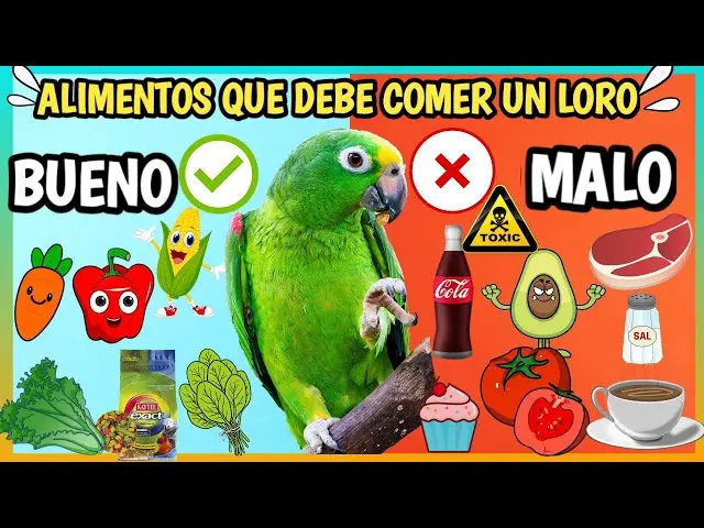 que darle de comer a un loro para que hable - Cómo hacer para que un loro hable más rápido