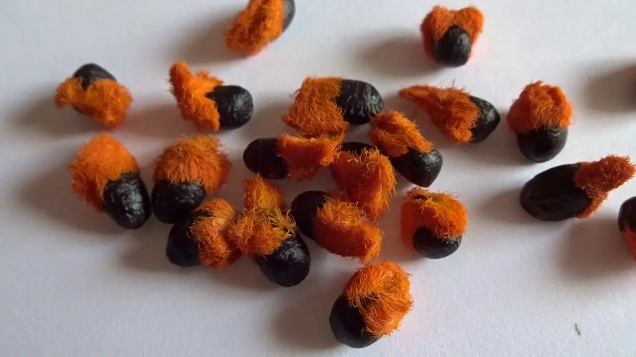 como germinar una semilla de flor de pajaro - Cómo hacer que mis semillas germinan
