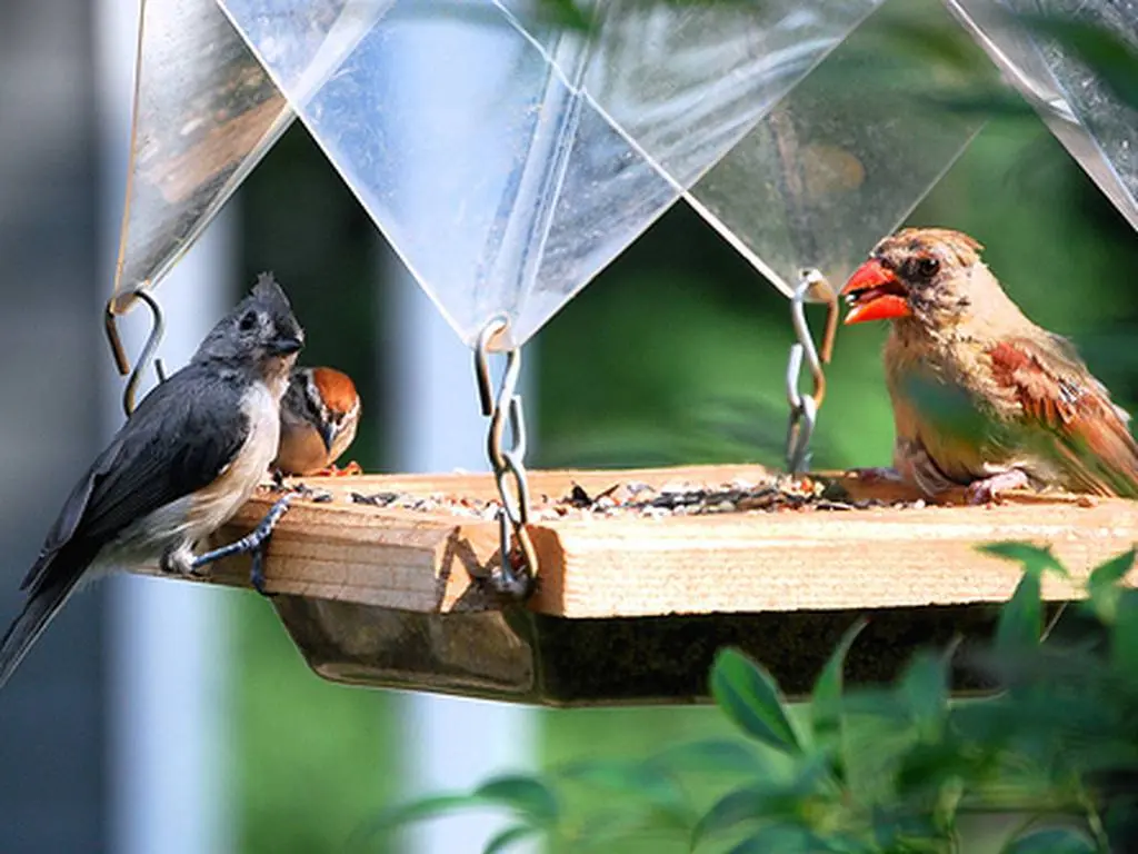 botella comedero de aves - Cómo hacer un comedero para aves con material reciclado